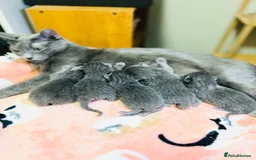 Russian Blue cats for sale: FIVE Russian Blue Kitteys - Image 5