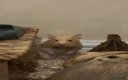 Hamster rodents for sale: Syrian hamster  - Image 3