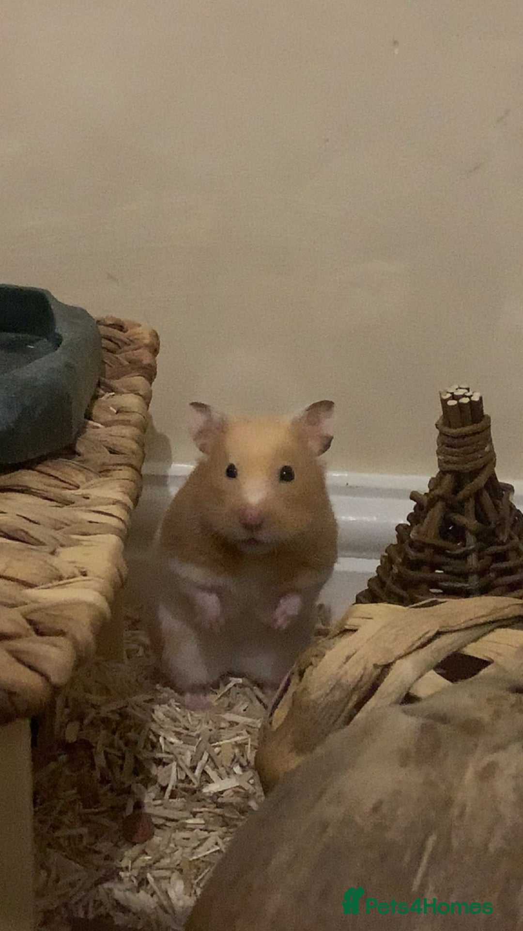 Hamster rodents for sale: Syrian hamster  - Image 3