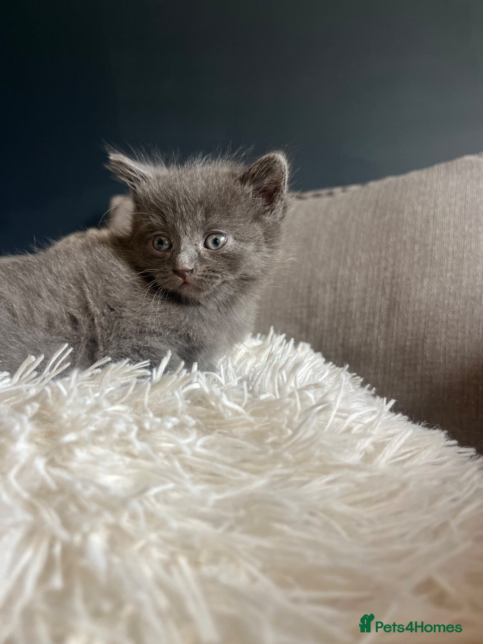 British Longhair cats British long hair kittens - Advert 5