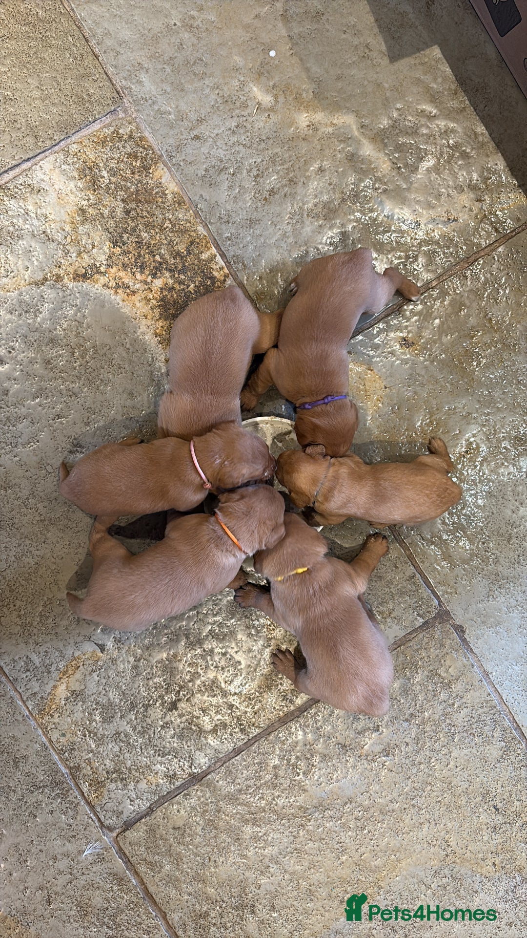 Labrador Retriever dogs for sale: Red Labrador Puppies - Stroud - Image 4