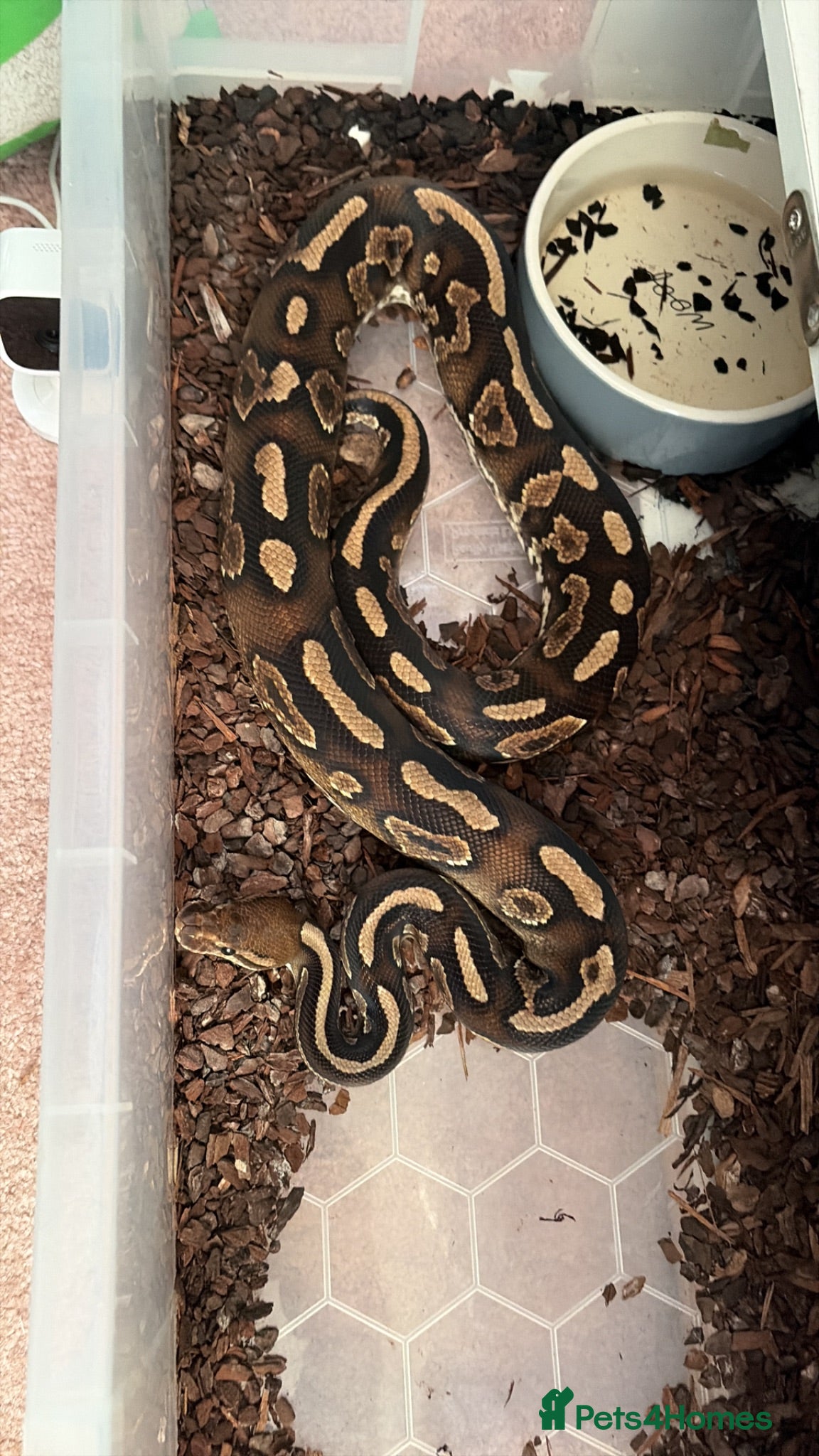 Python Snake reptiles Collection of Royals  - Advert 1