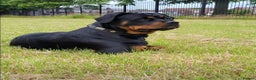 Rottweiler dogs for sale: (KC) REX & DELLAS FINAL LITTER OF QUALITY PUPS - Advert 5