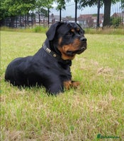 Rottweiler dogs - Advert 10