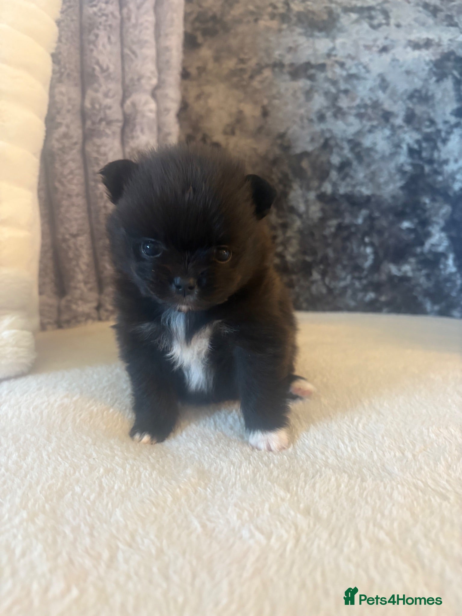 Pomeranian dogs 2 beautiful female kc poms  - Advert 2