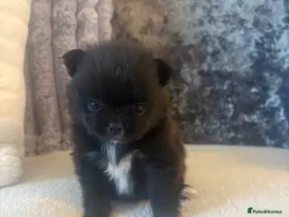 Pomeranian dogs 2 beautiful female kc poms - Advert 2