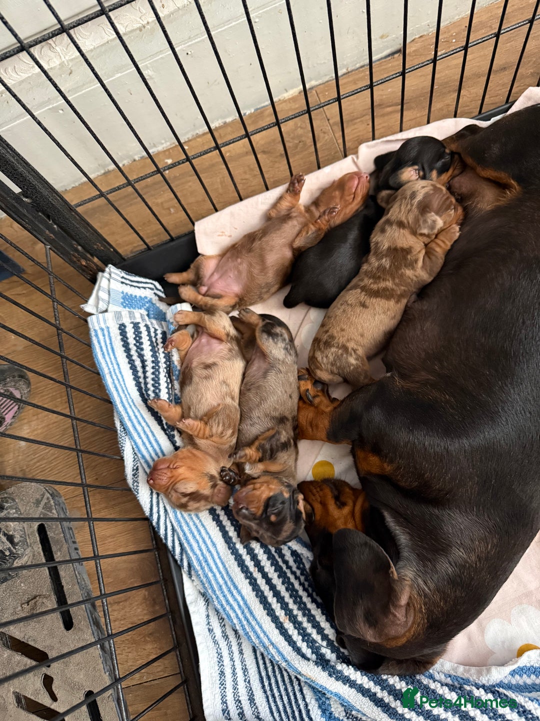 Dachshund dogs for sale: Miniature dachshund puppies 1 girl left - Advert 4