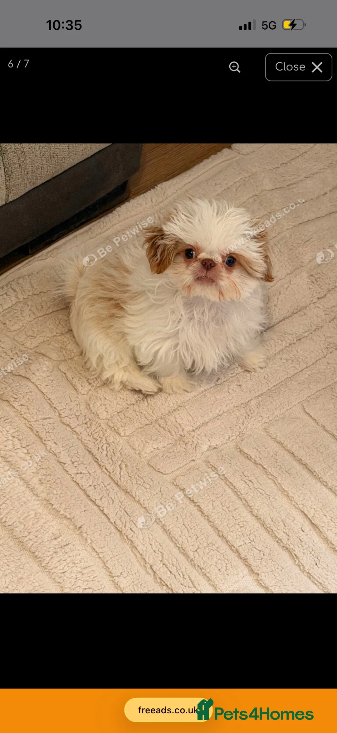 Shih Tzu dogs for sale: KC REGISTERED IMPERIAL SHIH TZU FEMALE PUPPY - Advert 6