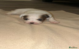Mixed Breed dogs for sale: Puppies  - Image 6
