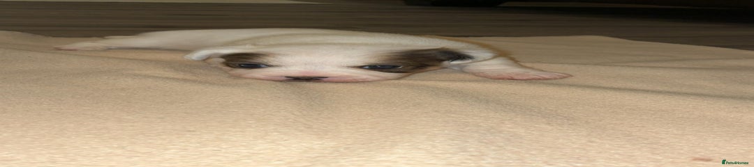 Mixed Breed Puppy 3