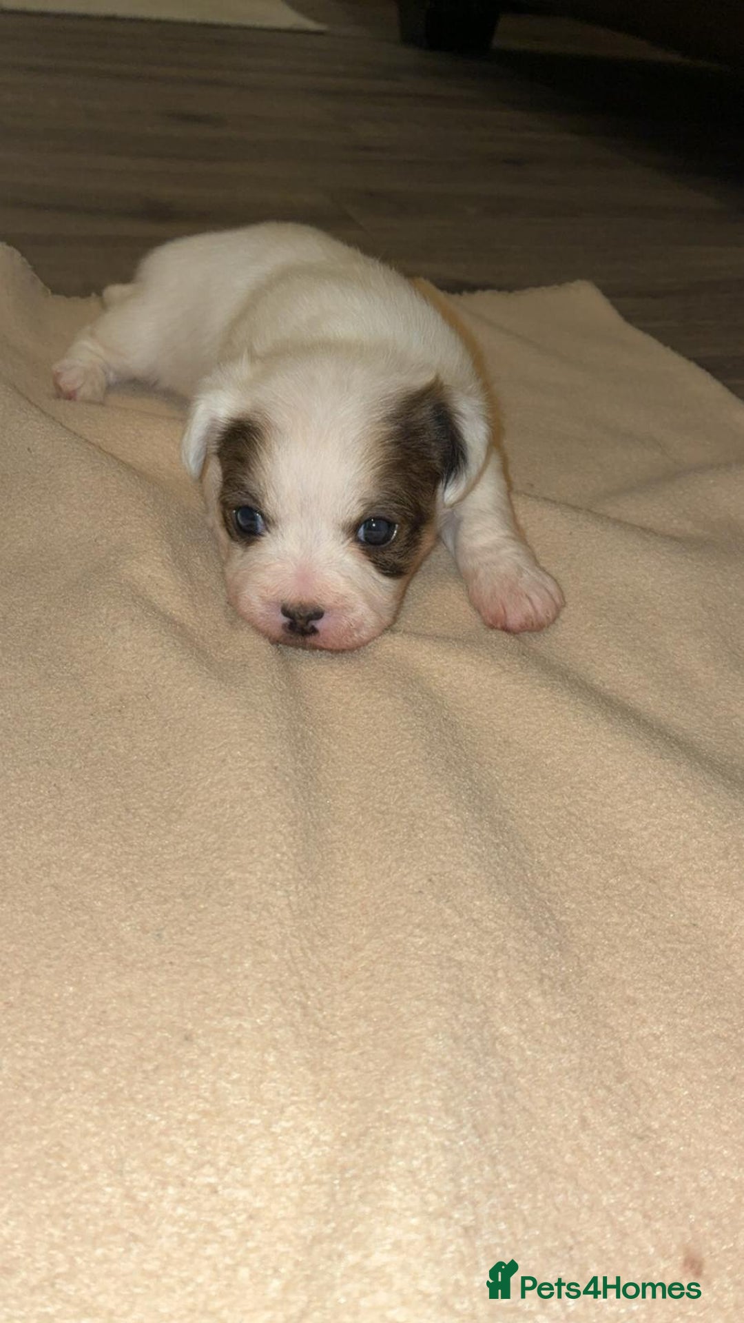 Mixed Breed dogs for sale: Puppies  - Image 6