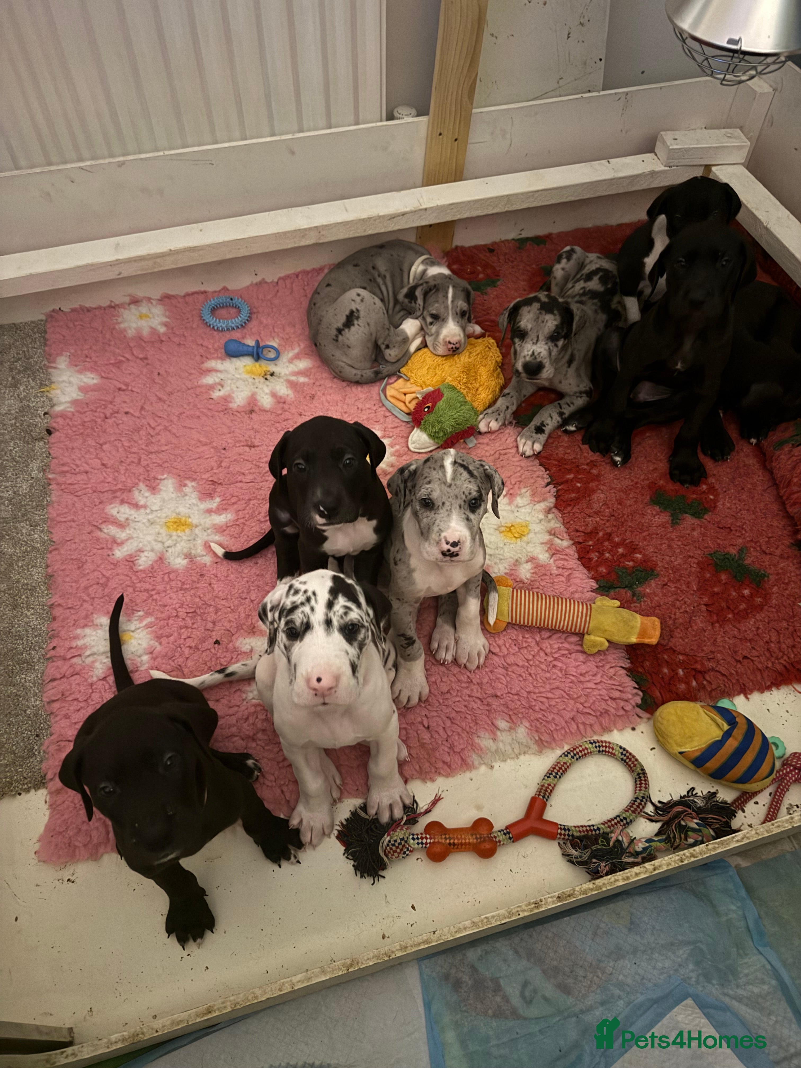 Great Dane dogs Stunning pure bred Great Dane puppies - Advert 1