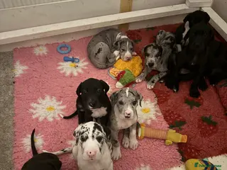 Great Dane dogs Stunning pure bred Great Dane puppies - Advert 1