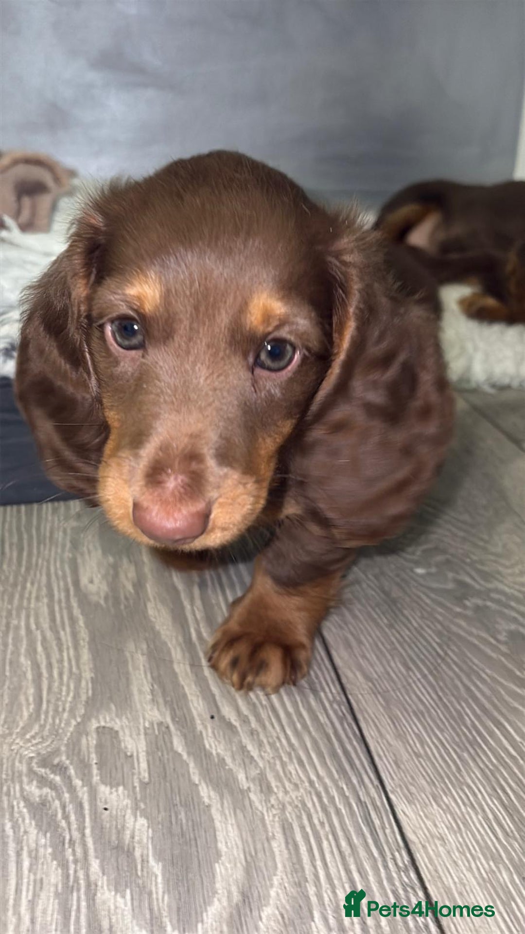 Miniature Dachshund dogs for sale: PRICE REDUCED Cute long hair chocolate dachshunds  - Advert 34