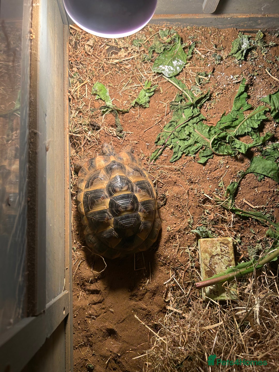 Tortoise reptiles for sale: Hermann tortoise 4 years old female - Image 2