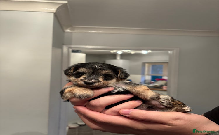 Mixed Breed dogs - Advert 5