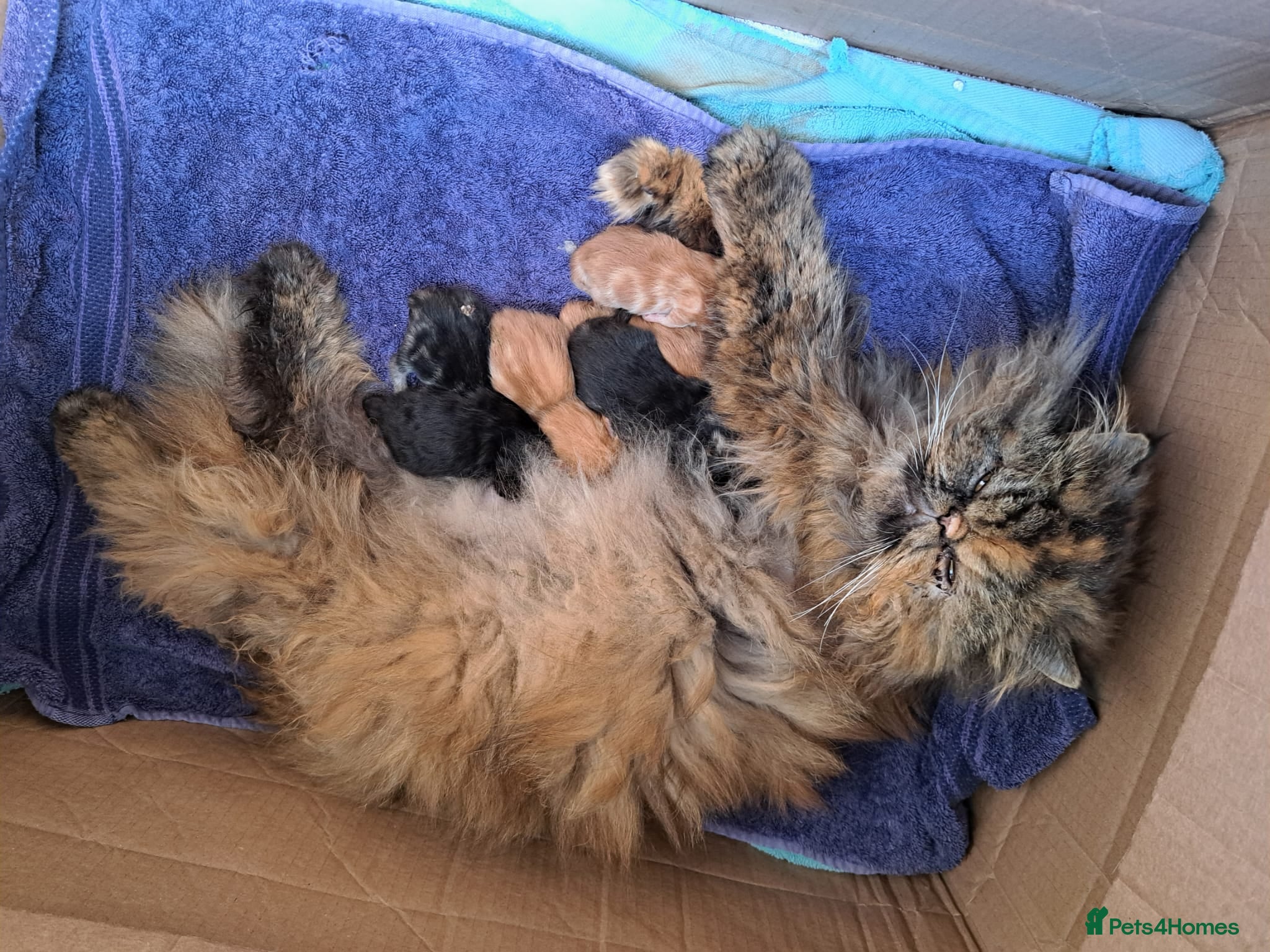 Persian cats for sale: Persian Cross tabby kittens for sale  in Warminster - Advert 21