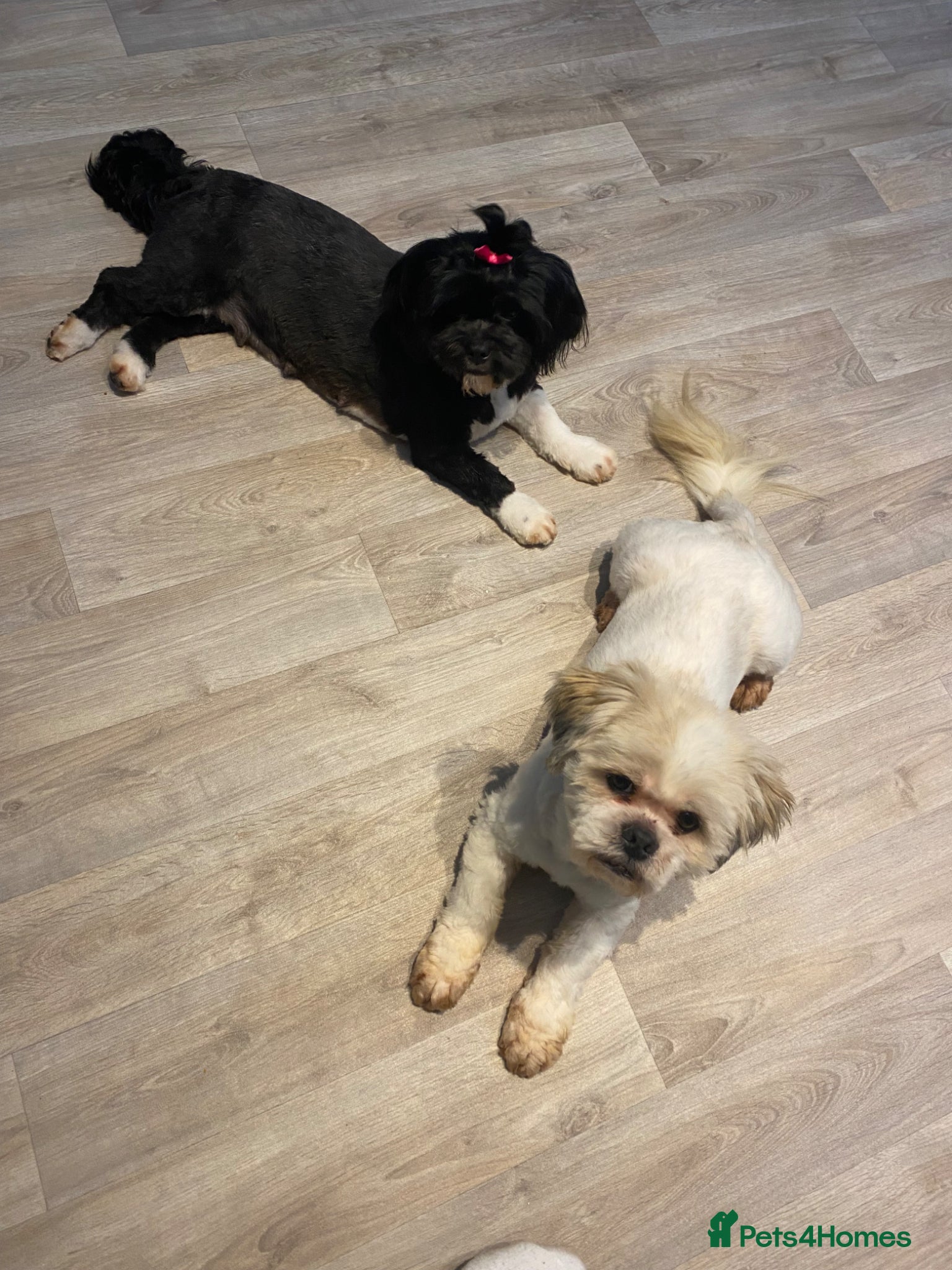 Lhasa Apso dogs Kenzo Male  - Advert 1