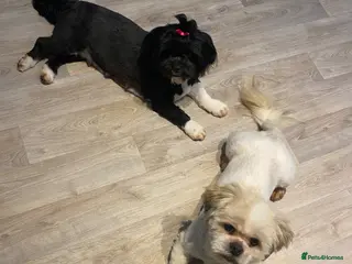 Lhasa Apso dogs Kenzo Male - Advert 1