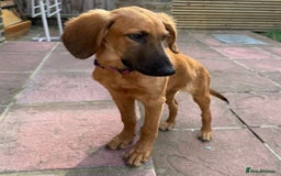 Mixed Breed dogs for adoption: Wren (Hound/Shepherd mix) - Image 2
