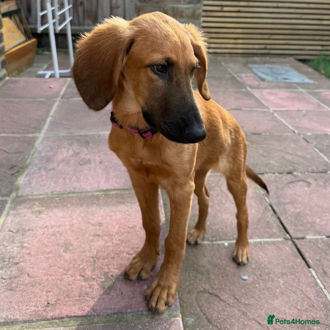 Mixed Breed dogs for adoption: Wren (Hound/Shepherd mix) - Image 2