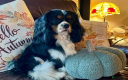 Cavalier King Charles Spaniel dogs for sale: Stunning KC registered Cavalier puppies  - Image 11