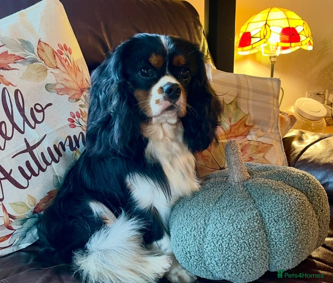 Cavalier King Charles Spaniel dogs for sale: Stunning KC registered Cavalier puppies  - Image 11