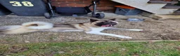 Akita dogs for sale: Kc registered akita  in Eastbourne - Advert 4
