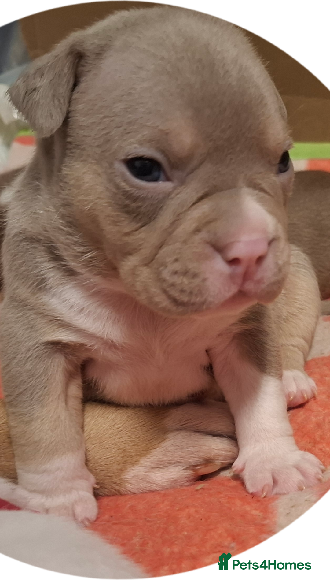 American Bully dogs for sale: AMERICAN BULLY PUPPIES 🐶  - Advert 22
