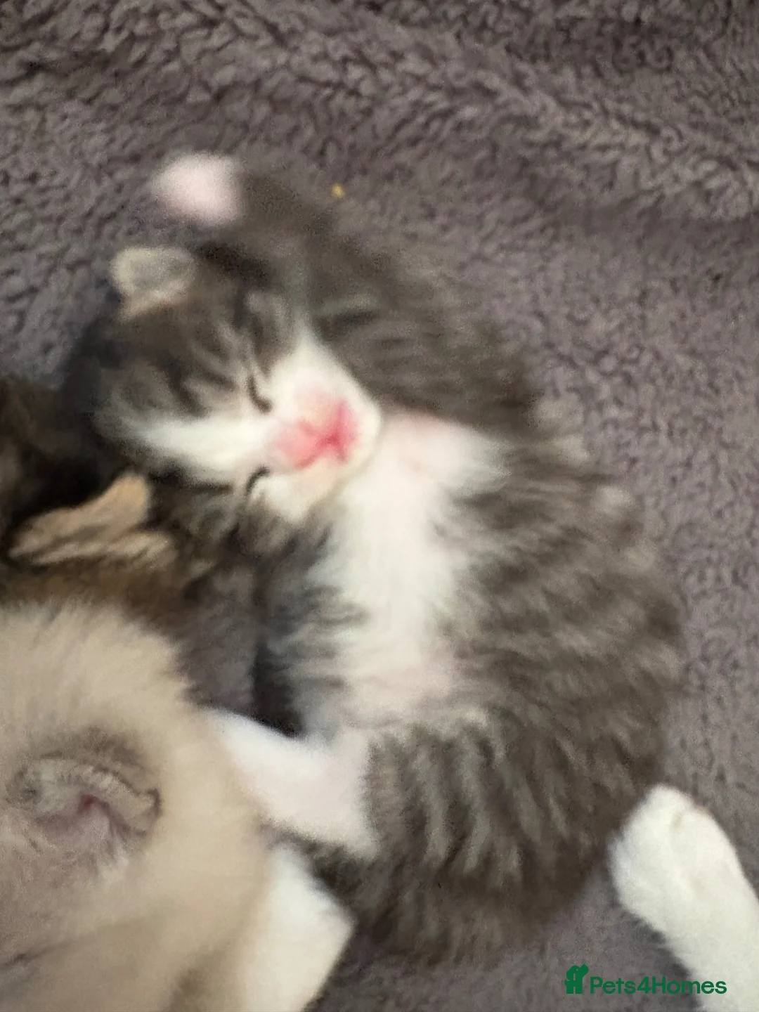 Mixed Breed cats for sale: 3 Lovely tabby 1 grey kittens - Advert 13