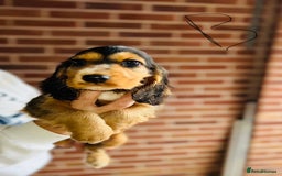 Cocker Spaniel dogs for sale: Full Cocker Spaniels Puppies  - Image 36