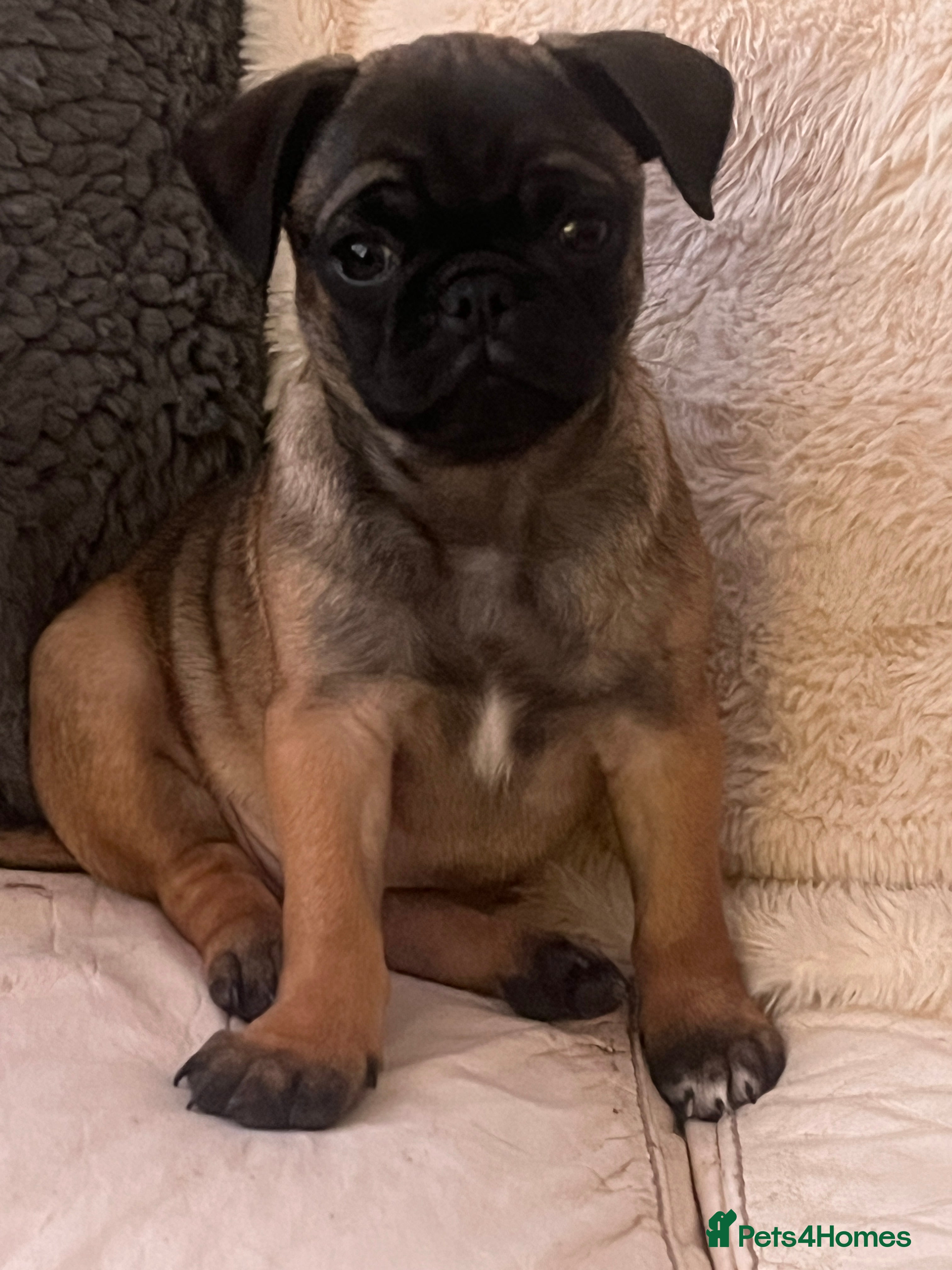 Pug dogs Fawn female pug puppy ready now   - Advert 8