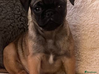 Pug dogs Fawn female pug puppy ready now - Advert 8