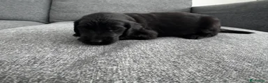 Flat coated Retriever Puppy 5
