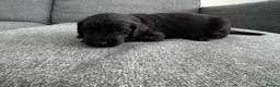 Flat coated Retriever dogs for sale: KC Reg Flat Coated Puppy - Advert 3