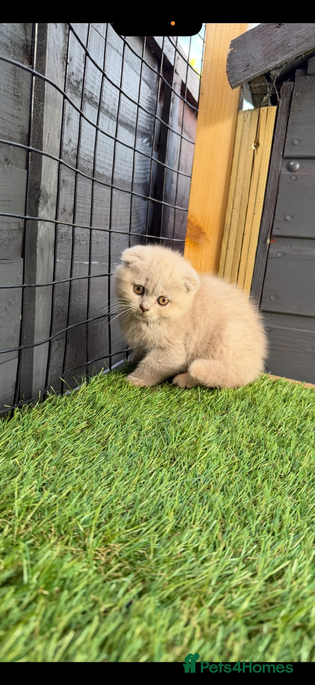 Scottish Fold cats for sale: Scottish fold / British short hair - Advert 2