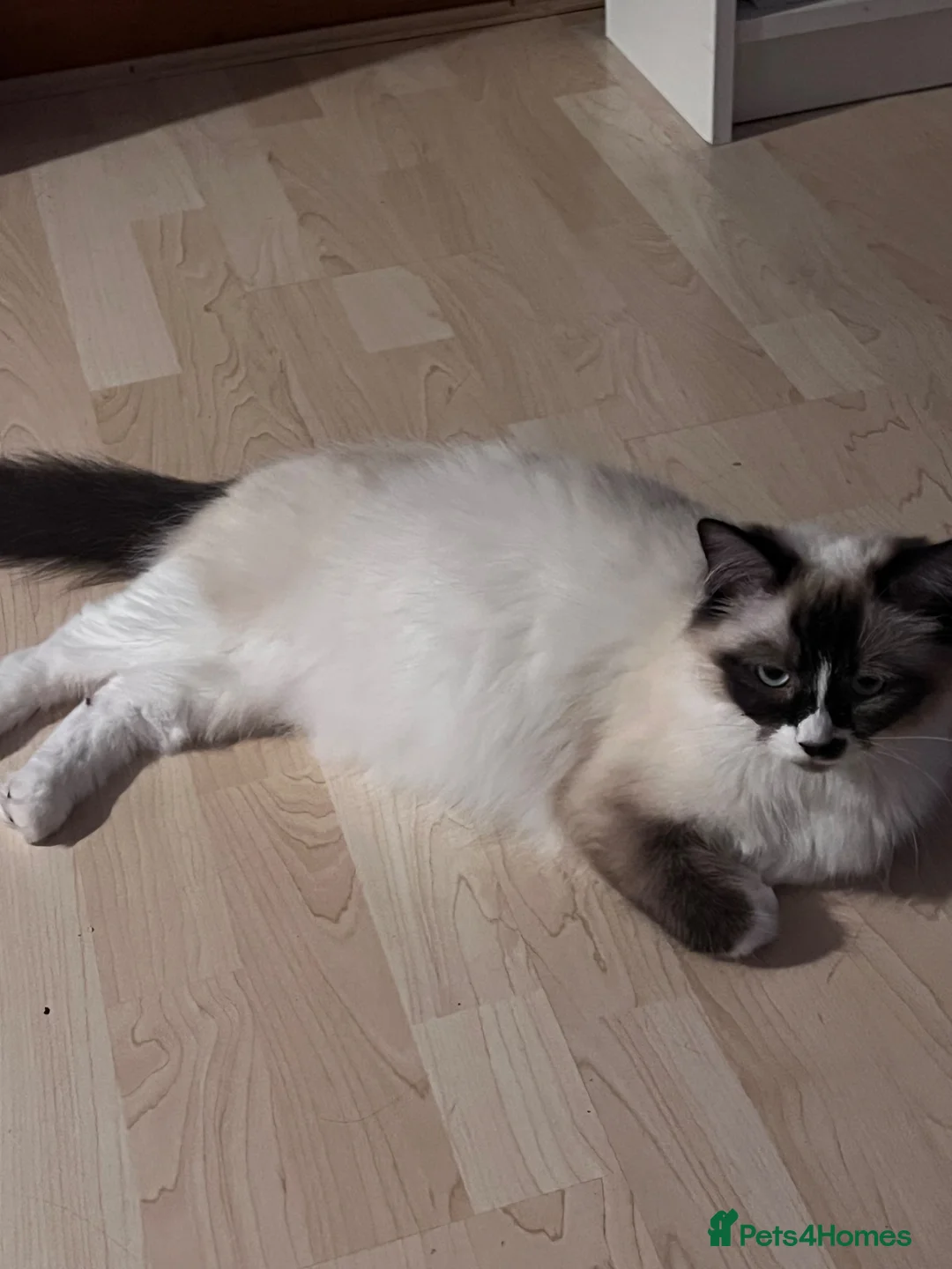 Ragdoll cats for sale: Ragdoll mix 4 kittens  in Oxford - Advert 1