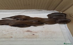 Malshi dogs for sale: Malshi - Image 2