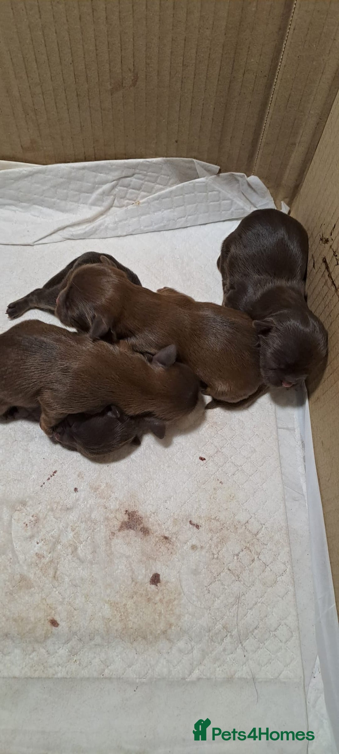 Malshi dogs for sale: Malshi - Image 2