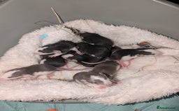 Rat rodents for sale: Waiting list for baby rats  - Image 8