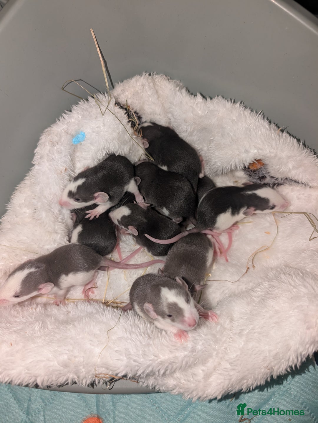 Rat rodents for sale: Waiting list for baby rats  - Image 8