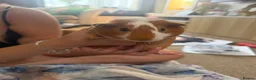 Guinea Pig rodents for sale: Male Guinea Pigs in Gravesend - Advert 7