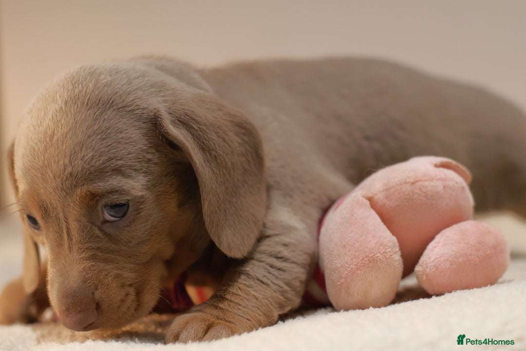 Miniature Dachshund dogs for sale: 5StarsLicensed+KC+PRAClear+VetChecked - Image 23
