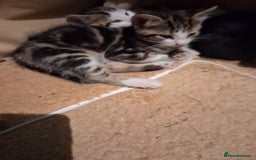 Mixed Breed cats for sale: Three kittens  - Image 5