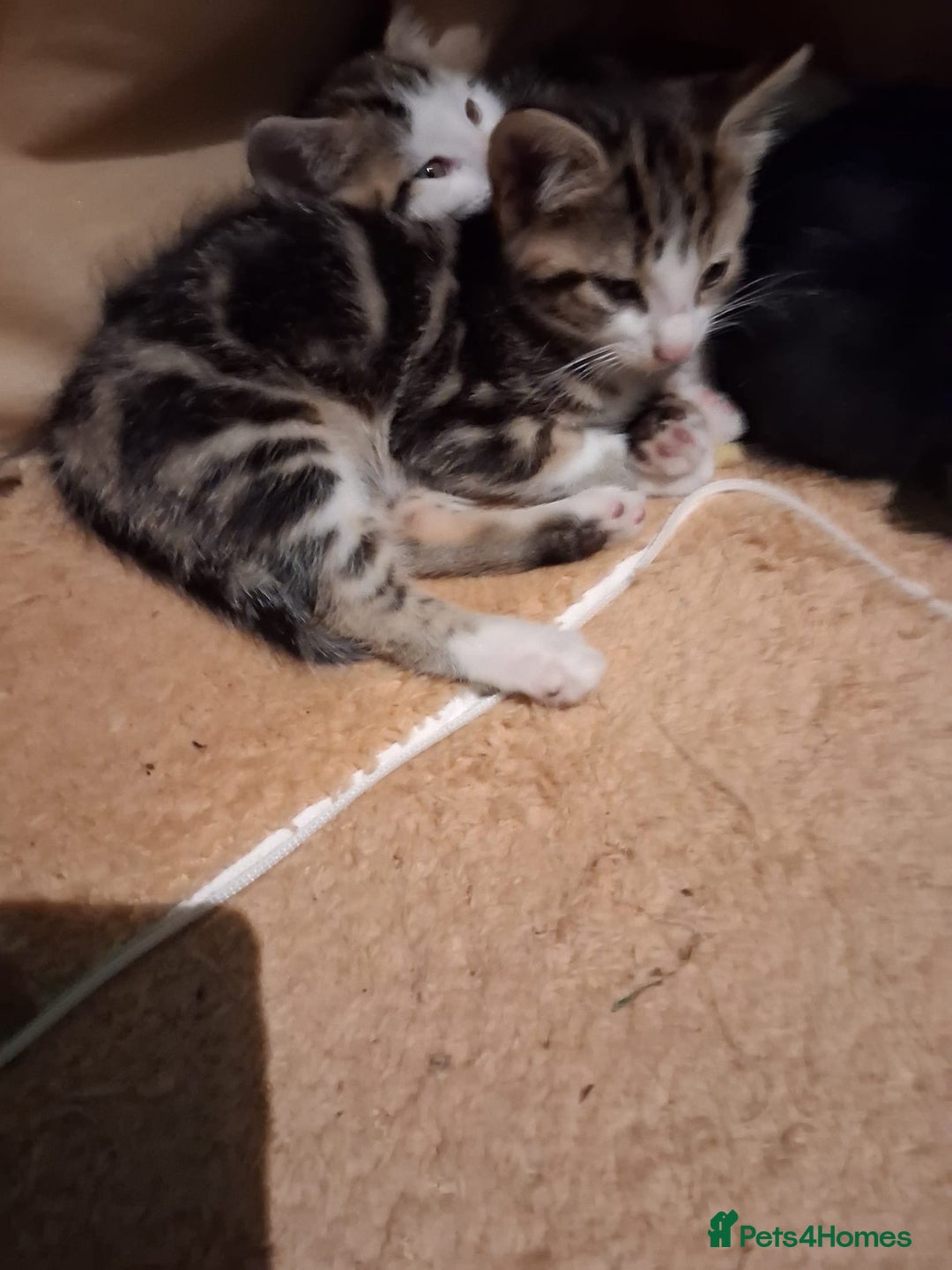 Mixed Breed cats for sale: Three kittens  - Image 5