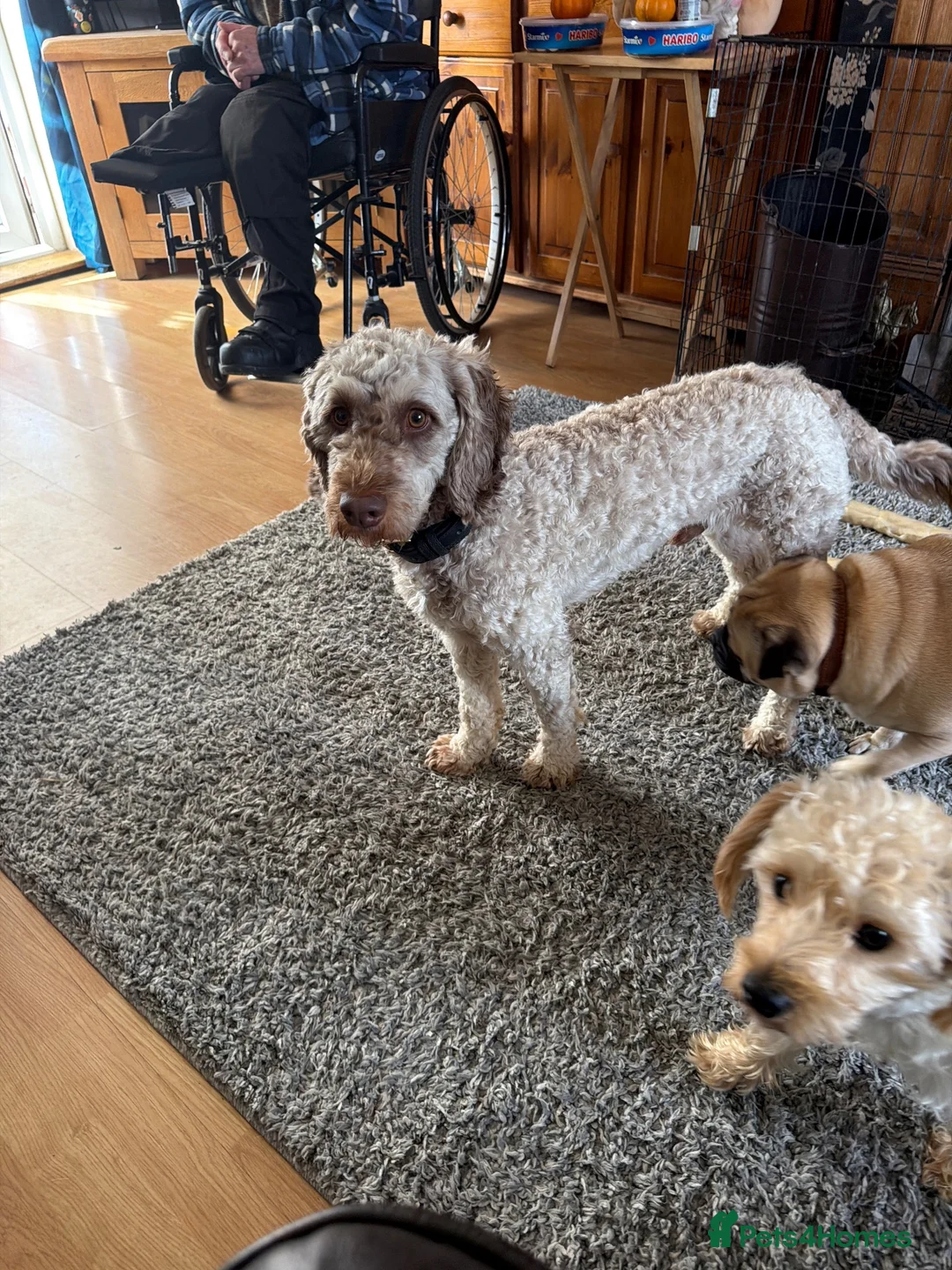 Cockapoo dogs for sale: Male cockerpoo - Advert 1