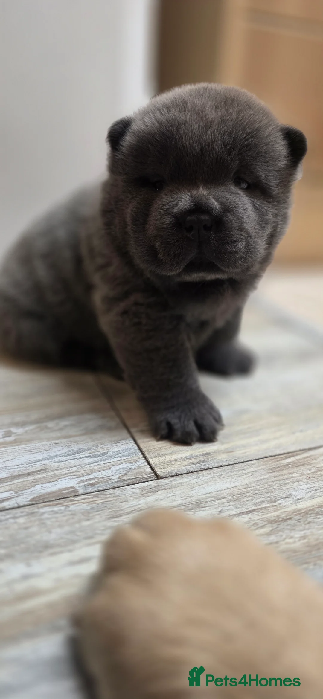 Chow Chow dogs for sale: Blue Smooth and Rough KC boys - Advert 6