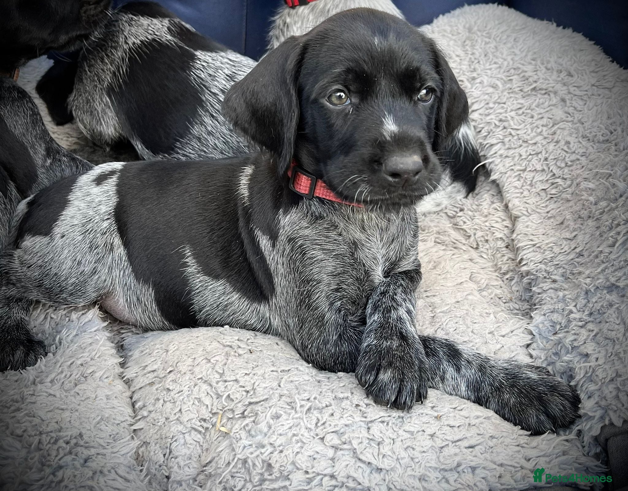 German Wirehaired Pointer dogs KC German Wirehaired Pointer Puppies - Advert 1