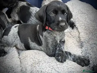 German Wirehaired Pointer dogs for sale: KC German Wirehaired Pointer Puppies - Advert 1
