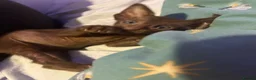 Oriental cats for sale: Gorgeous Oriental Kittens ready now - Advert 18